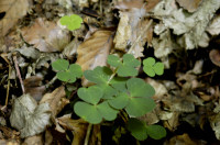 oxalis
