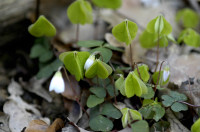 oxalis
