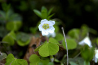 oxalis