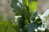 pavot