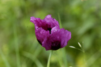 pavot