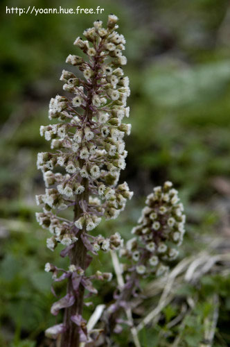 pétasite