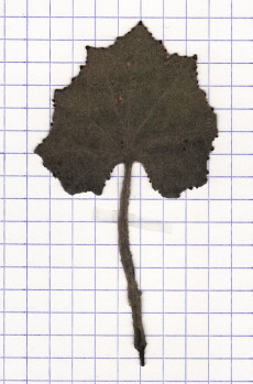 pétasite
