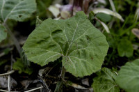 petasite