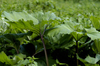 petasite