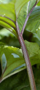 petasite