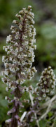 petasite