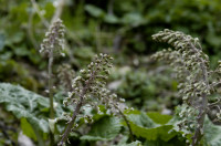 petasite