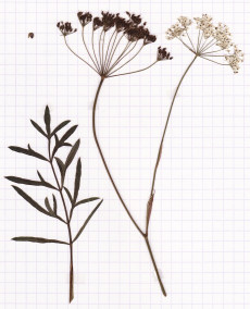 peucedan