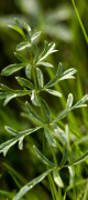 peucedan