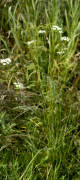 peucedan