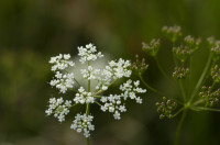 peucedan