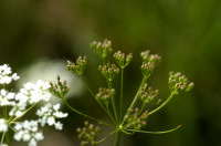 peucedan