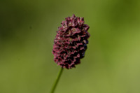 pimprenelle