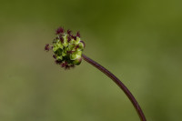 pimprenelle