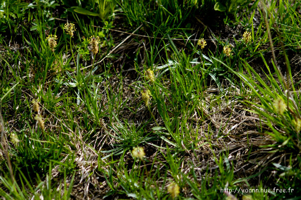 Plantain des Alpes