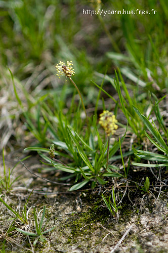 Plantain des Alpes