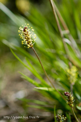 Plantain des Alpes