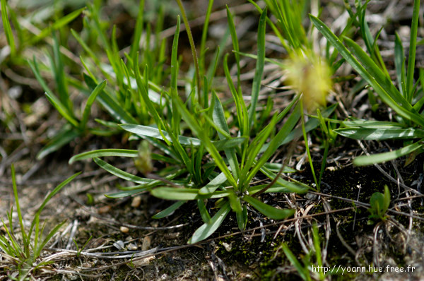Plantain des Alpes