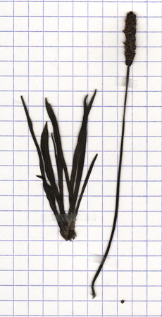 plantain des alpes