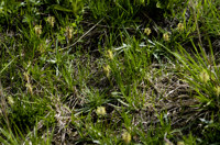 plantain des alpes
