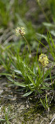 plantain des alpes