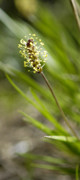 plantain des alpes