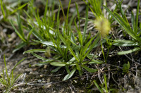 plantain des alpes