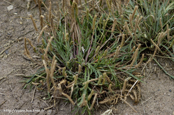 Plantain corne-de-cerf