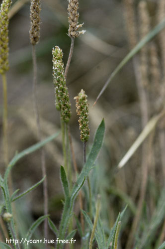 Plantain corne-de-cerf