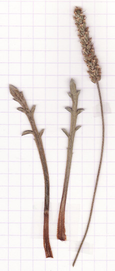 plantain corne de cerf