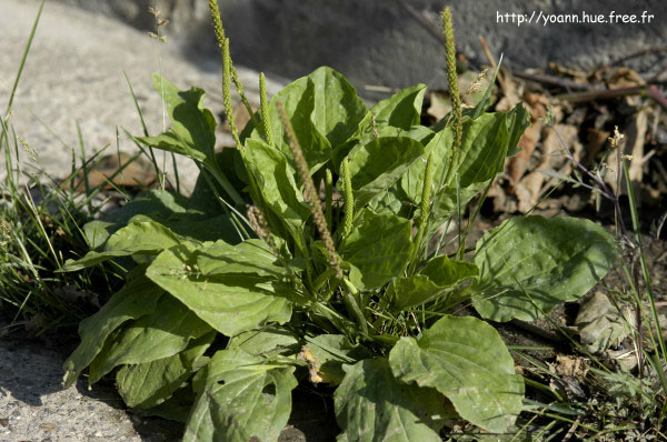 Grand Plantain