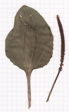 grand plantain