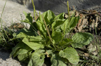 grand plantain