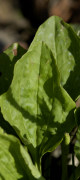grand plantain