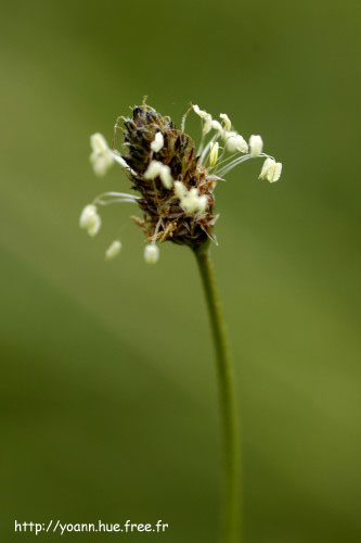 Plantain lancéolé