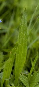 plantain lanceole