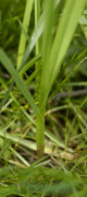 poireau