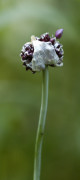 poireau