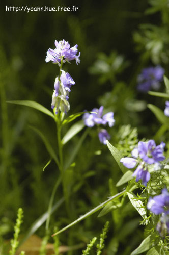 polygala