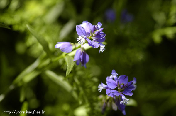 polygala