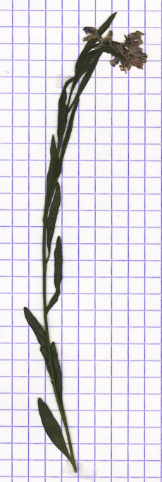 polygala