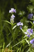 polygala