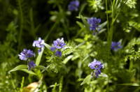 polygala