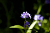 polygala