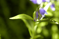 polygala