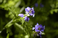 polygala