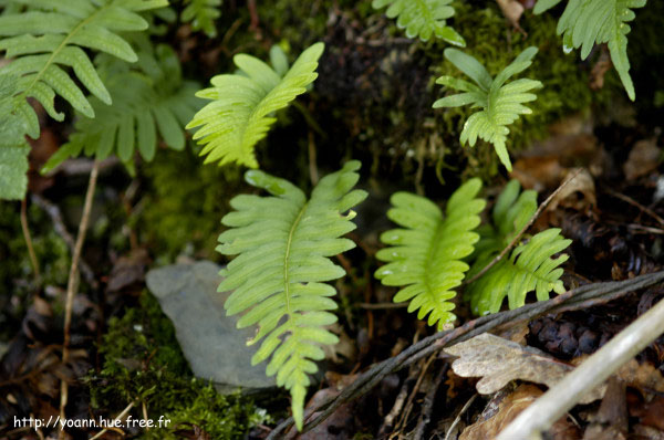 polypode