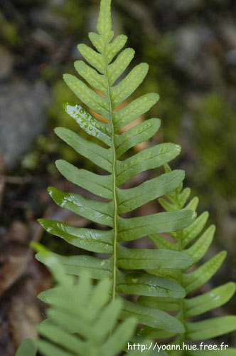polypode
