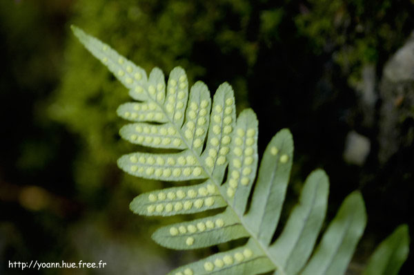 polypode